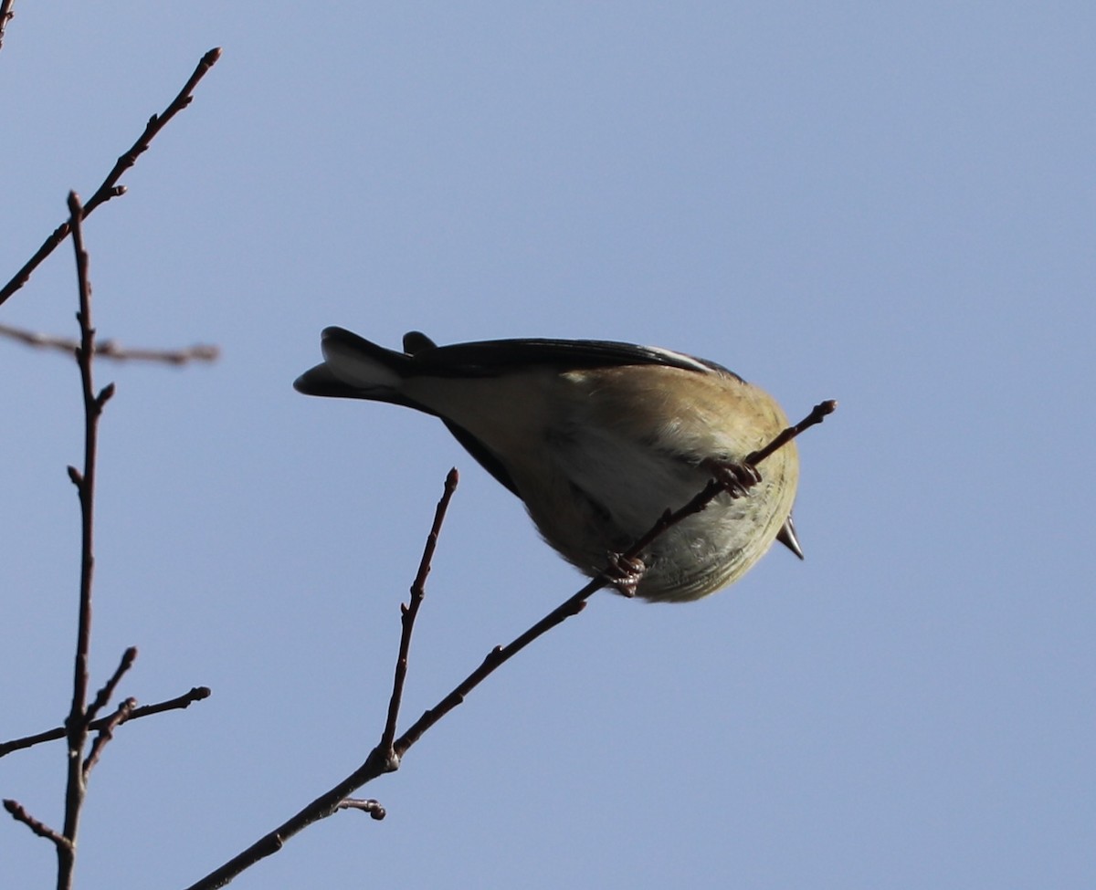 American Goldfinch - ML646406052