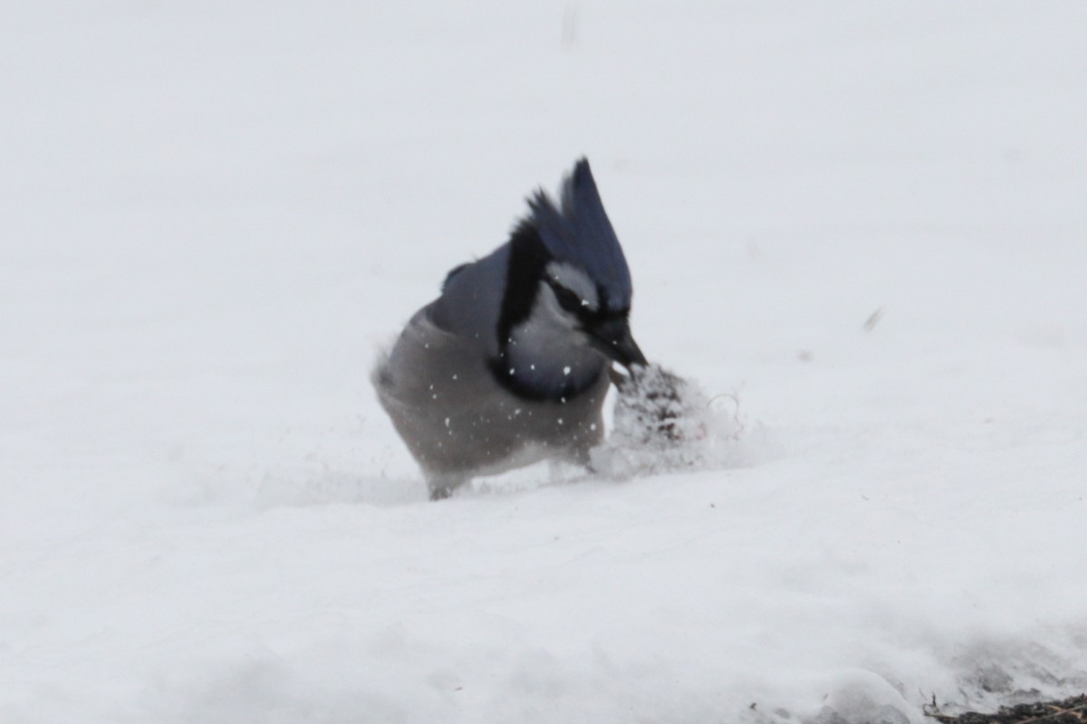 Blue Jay - ML646406054