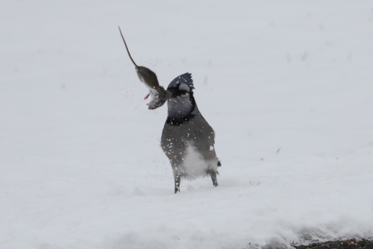 Blue Jay - ML646406055