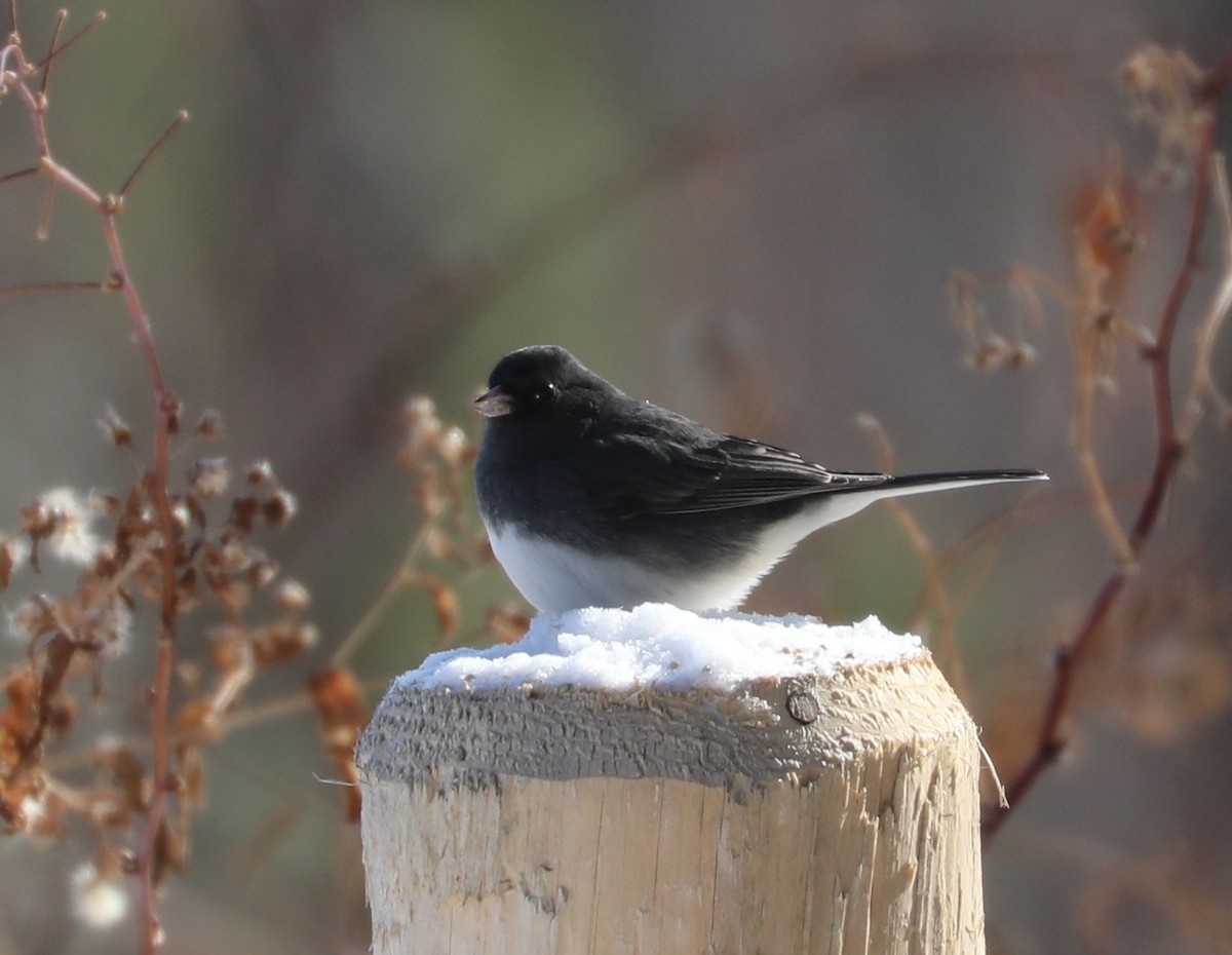 Dark-eyed Junco (Slate-colored) - ML646406057