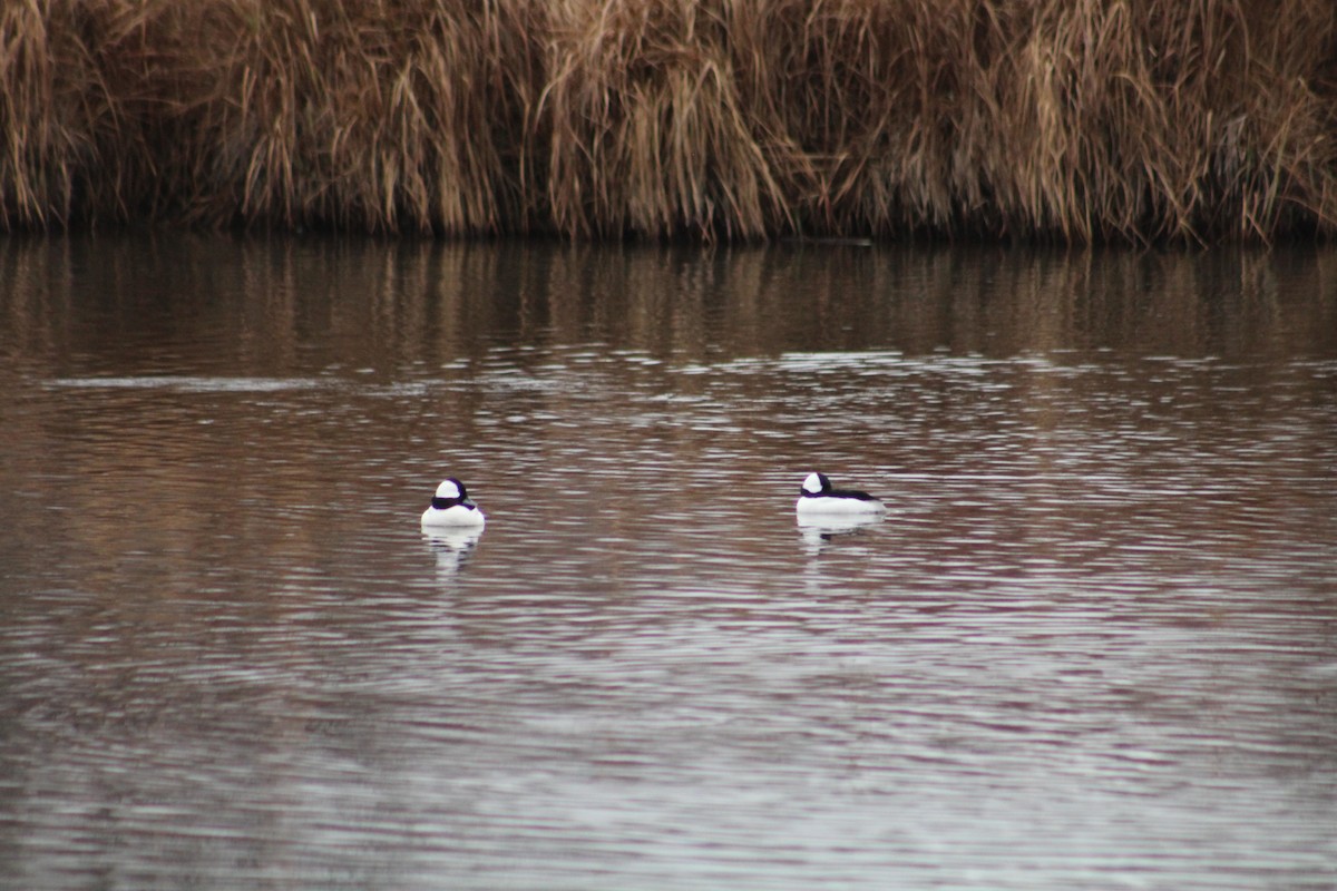עבראש לבנוני - ML646406058