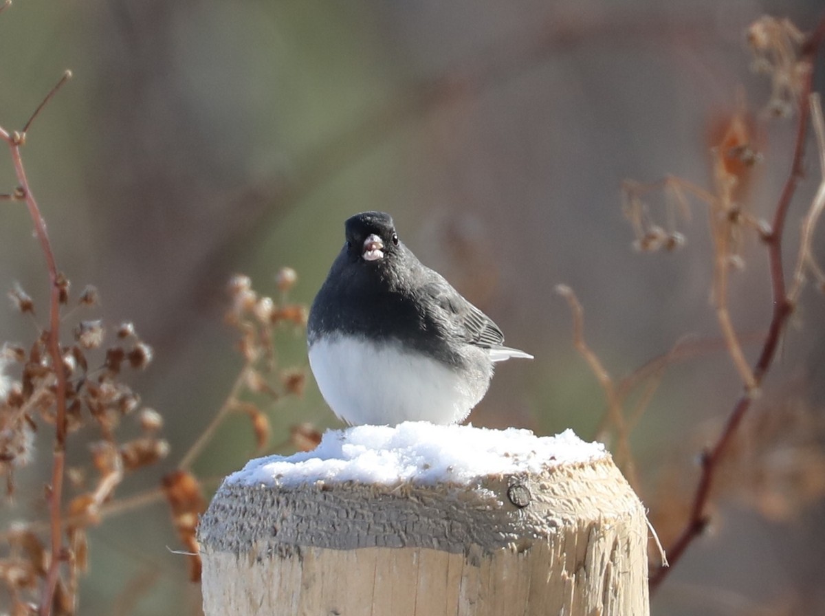 Dark-eyed Junco (Slate-colored) - ML646406059