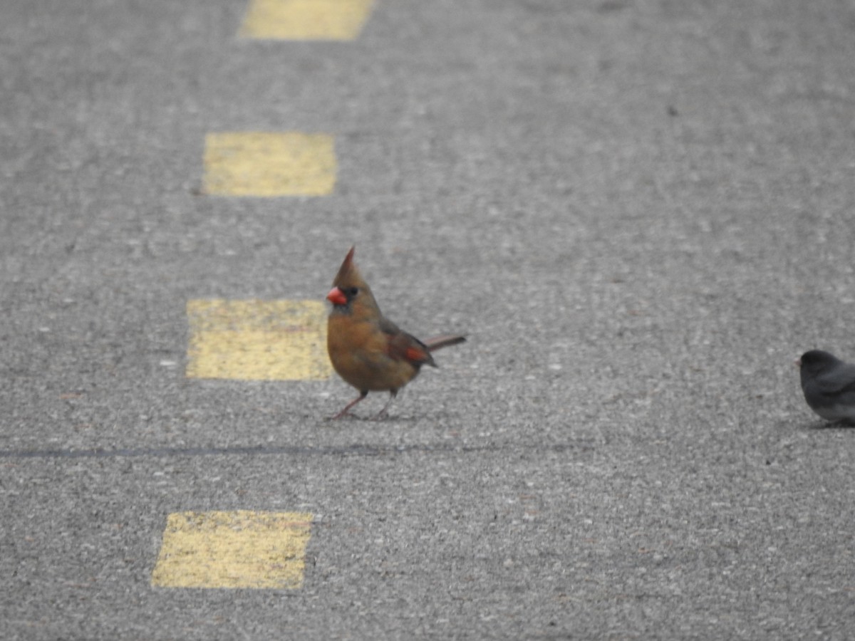 Northern Cardinal - ML646406061