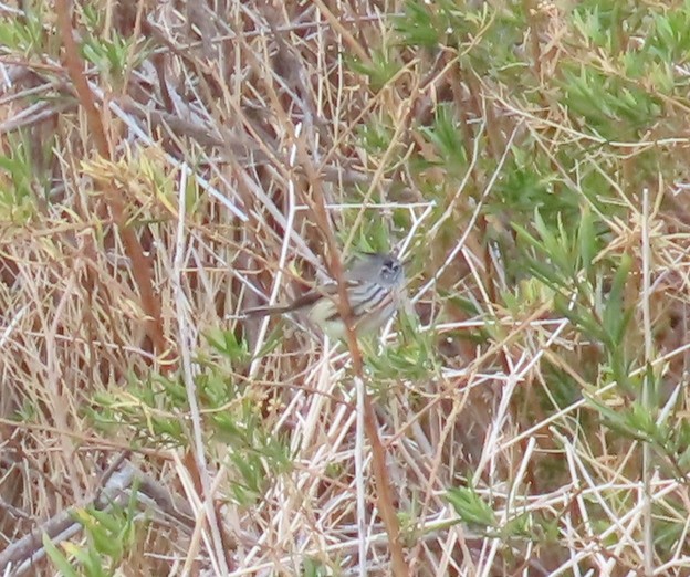 Tufted Tit-Tyrant - ML646406065