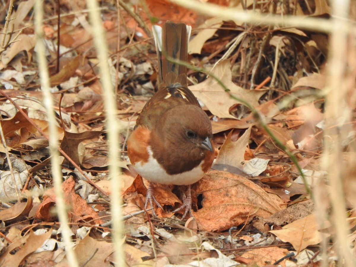 Eastern Towhee - ML646406069
