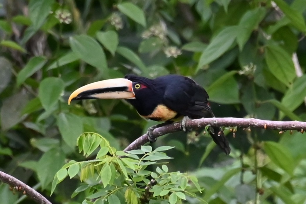 Pale-mandibled Aracari - ML646406072