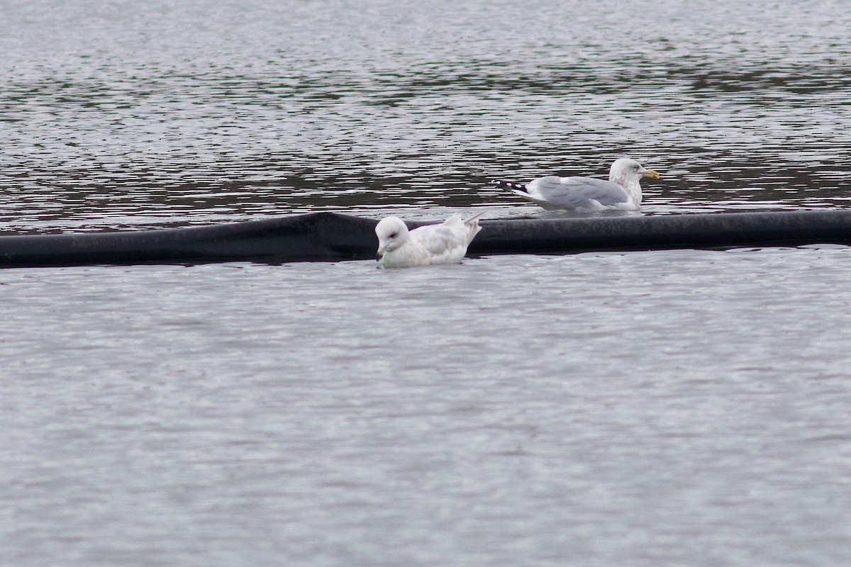 アイスランドカモメ - ML646406073