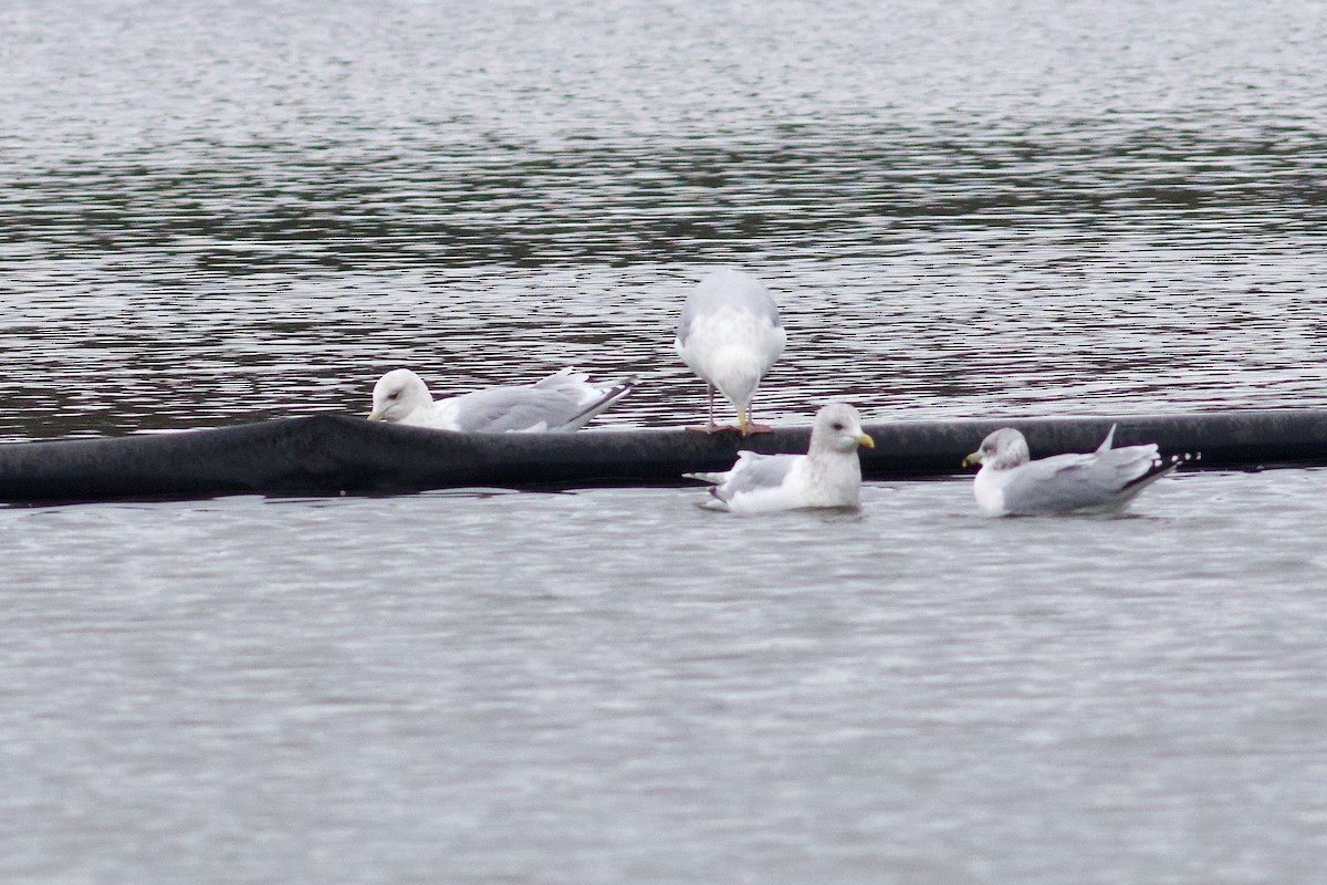 アイスランドカモメ - ML646406074