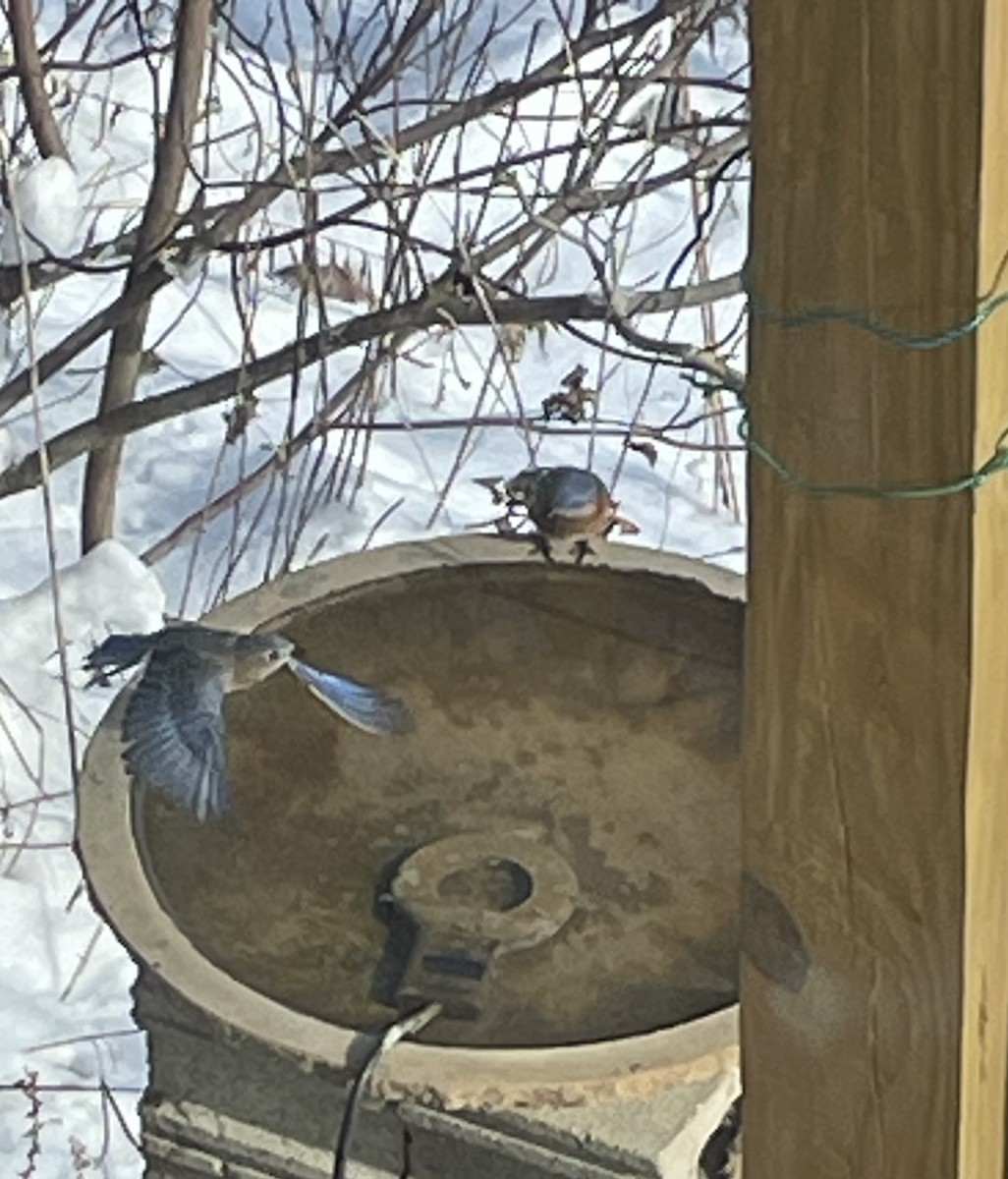 Eastern Bluebird - ML646406075