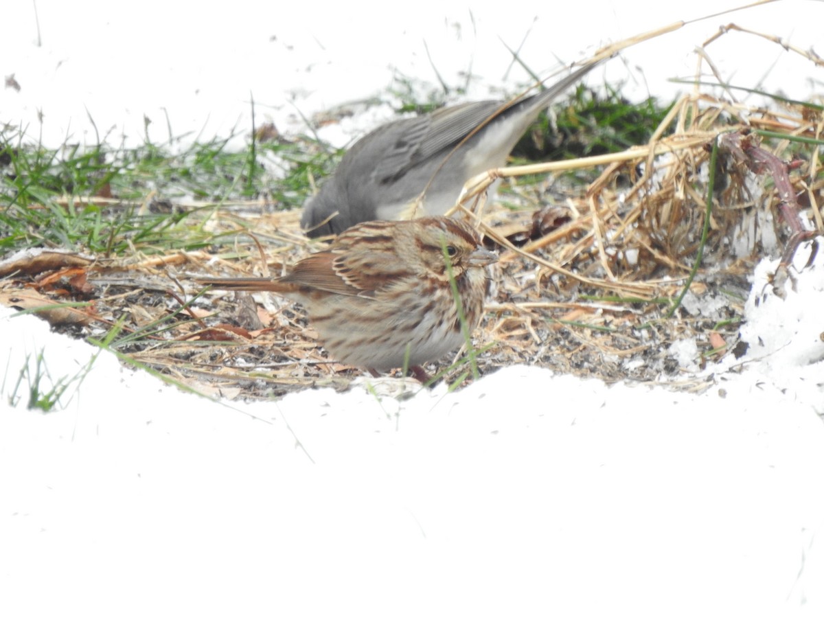Song Sparrow - ML646406080