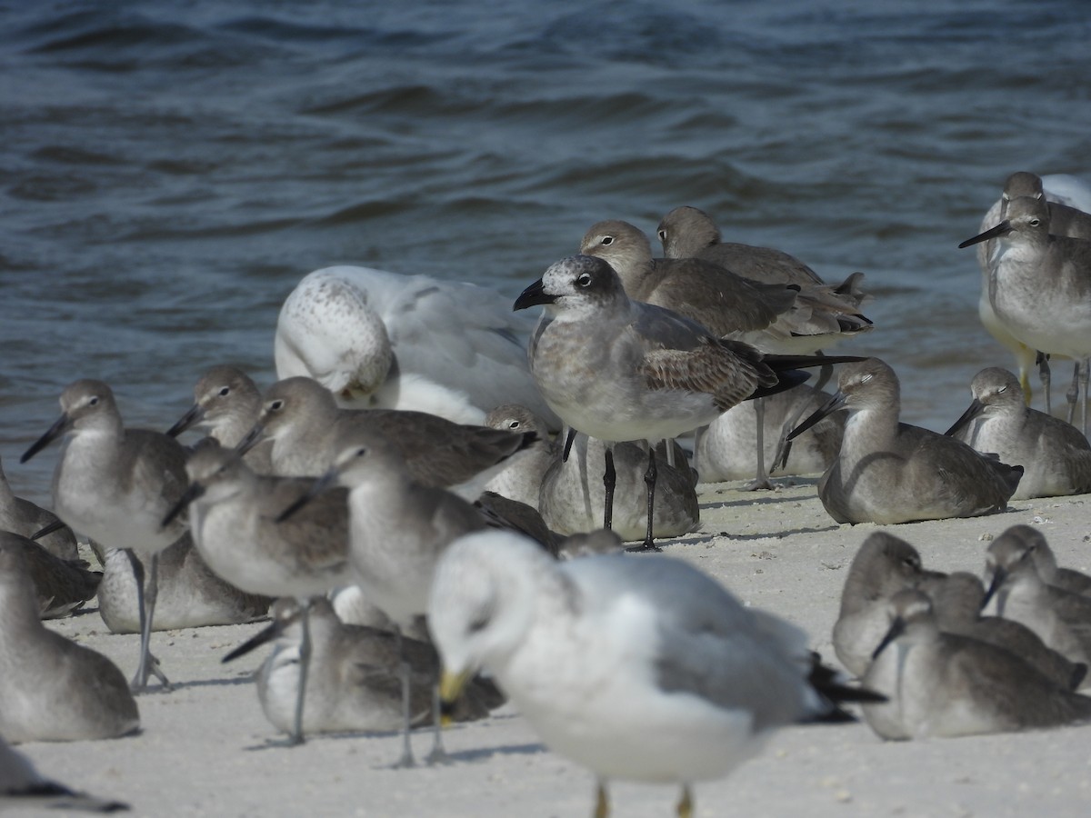 Laughing Gull - ML646406086