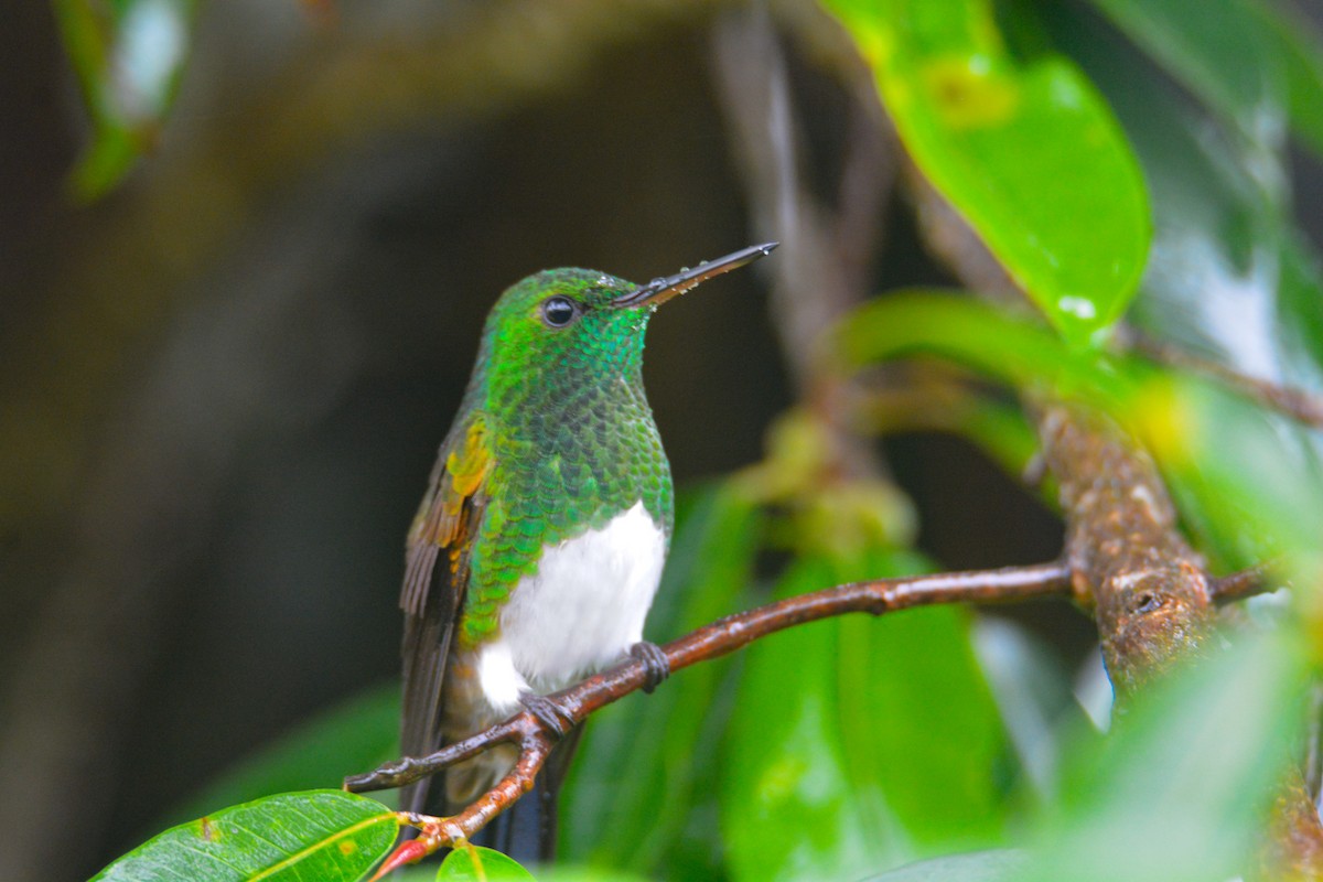 Snowy-bellied Hummingbird - ML646406088