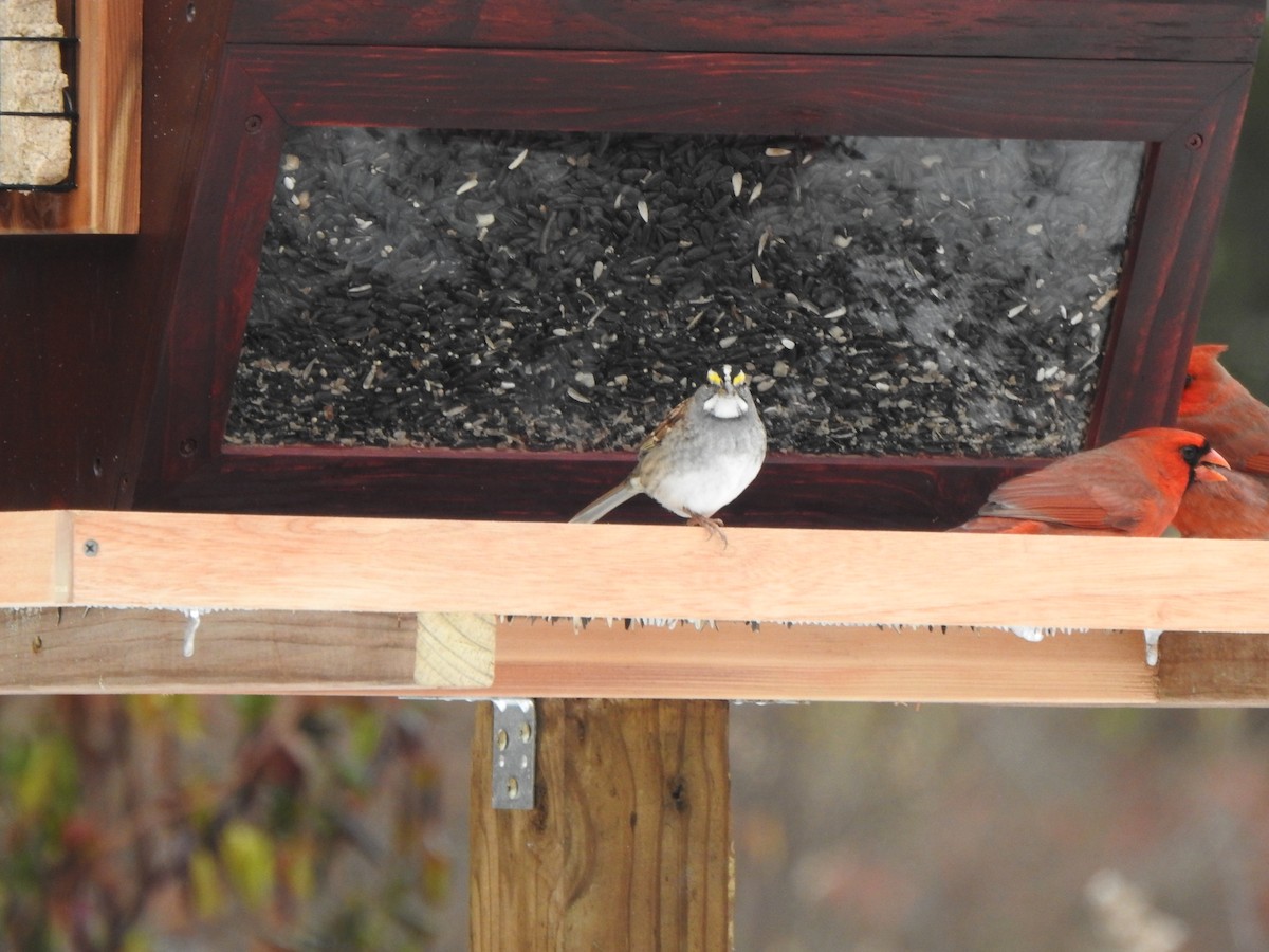 White-throated Sparrow - ML646406091