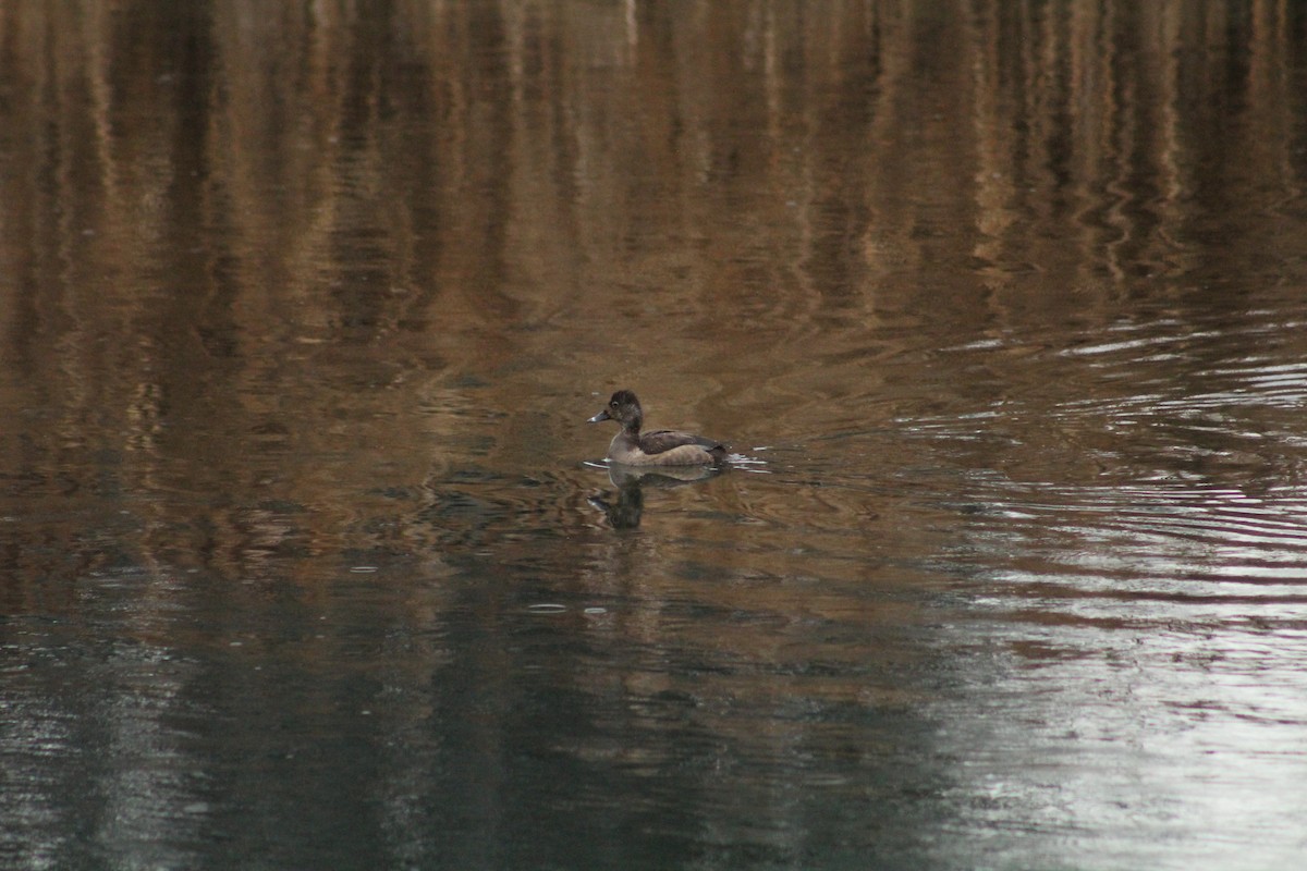 צולל צווארון - ML646406092
