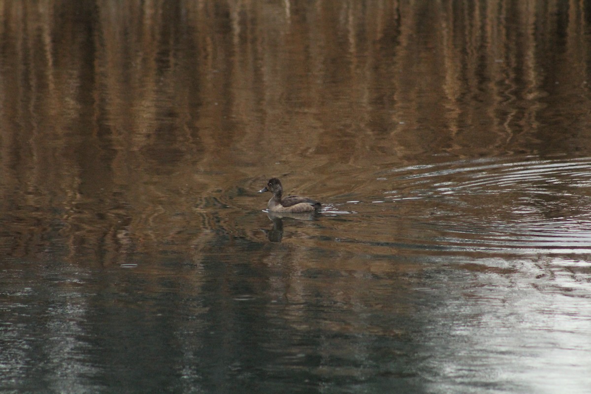 צולל צווארון - ML646406093