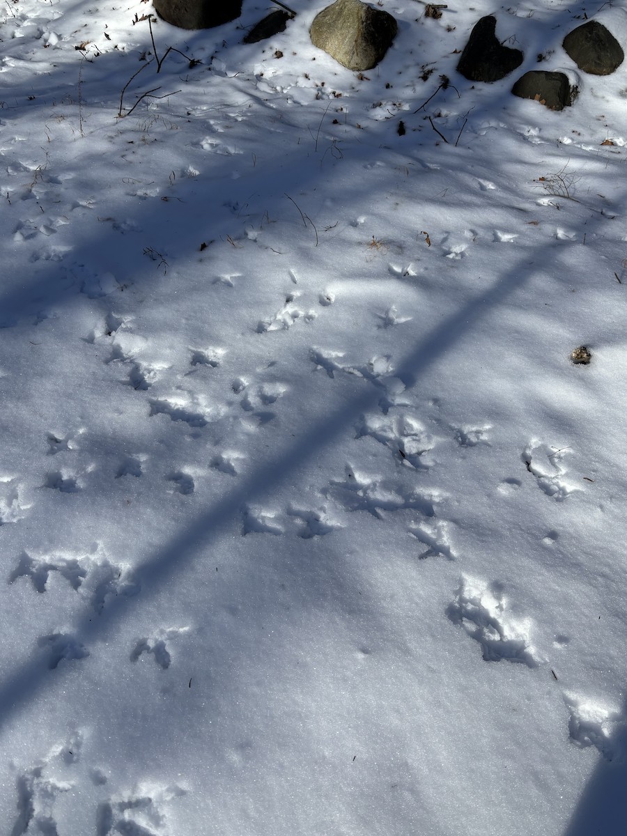 Wild Turkey - ML646406094