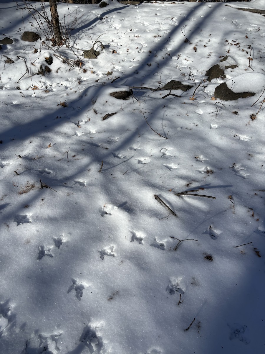 Wild Turkey - ML646406095