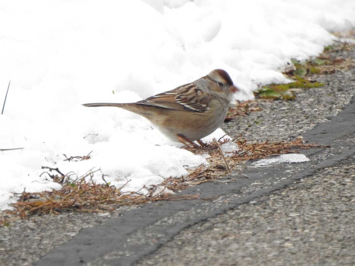 White-crowned Sparrow - ML646406097