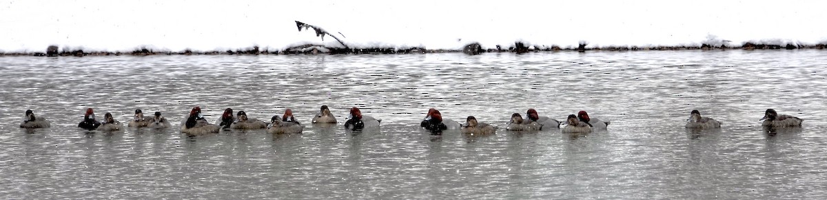 Redhead - ML646406098