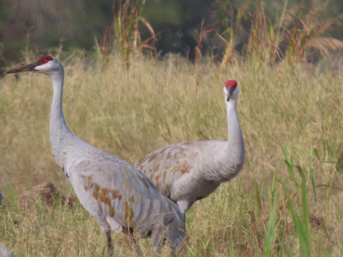 Sandhill Crane - ML646406099