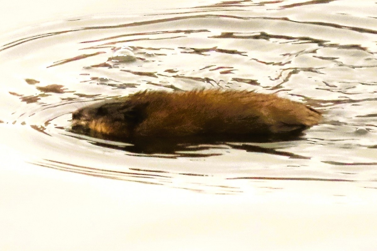 Animals - ML646406102