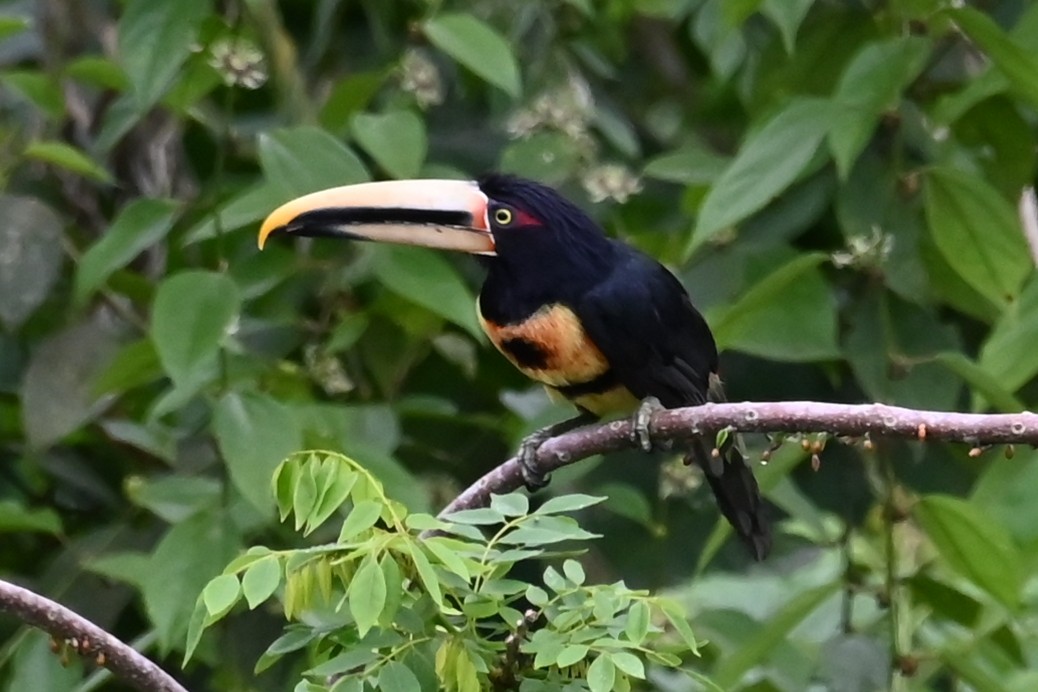 Pale-mandibled Aracari - ML646406104