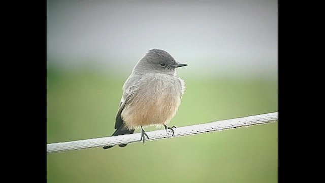 Say's Phoebe - ML646406106