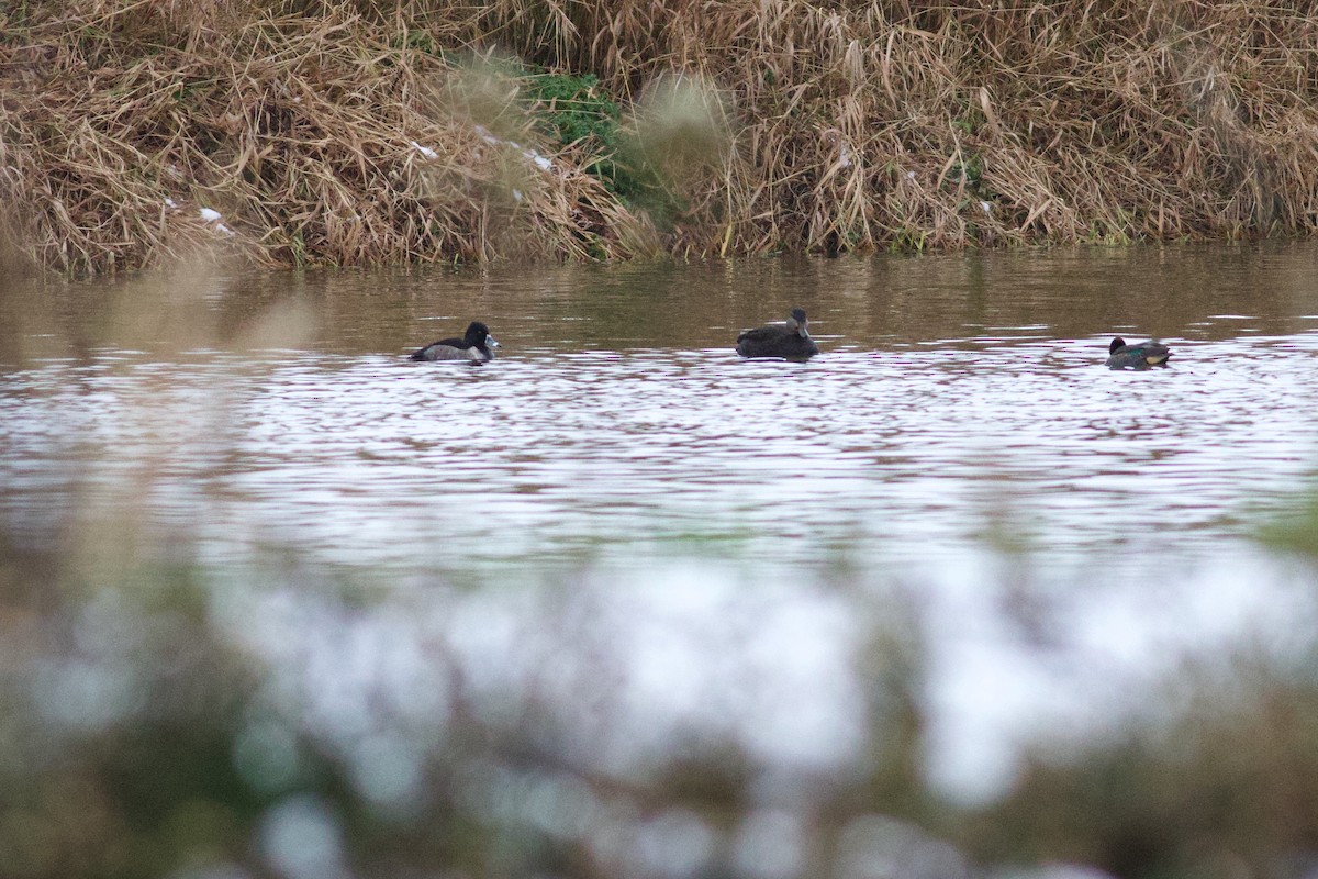 環頸潛鴨 - ML646406108