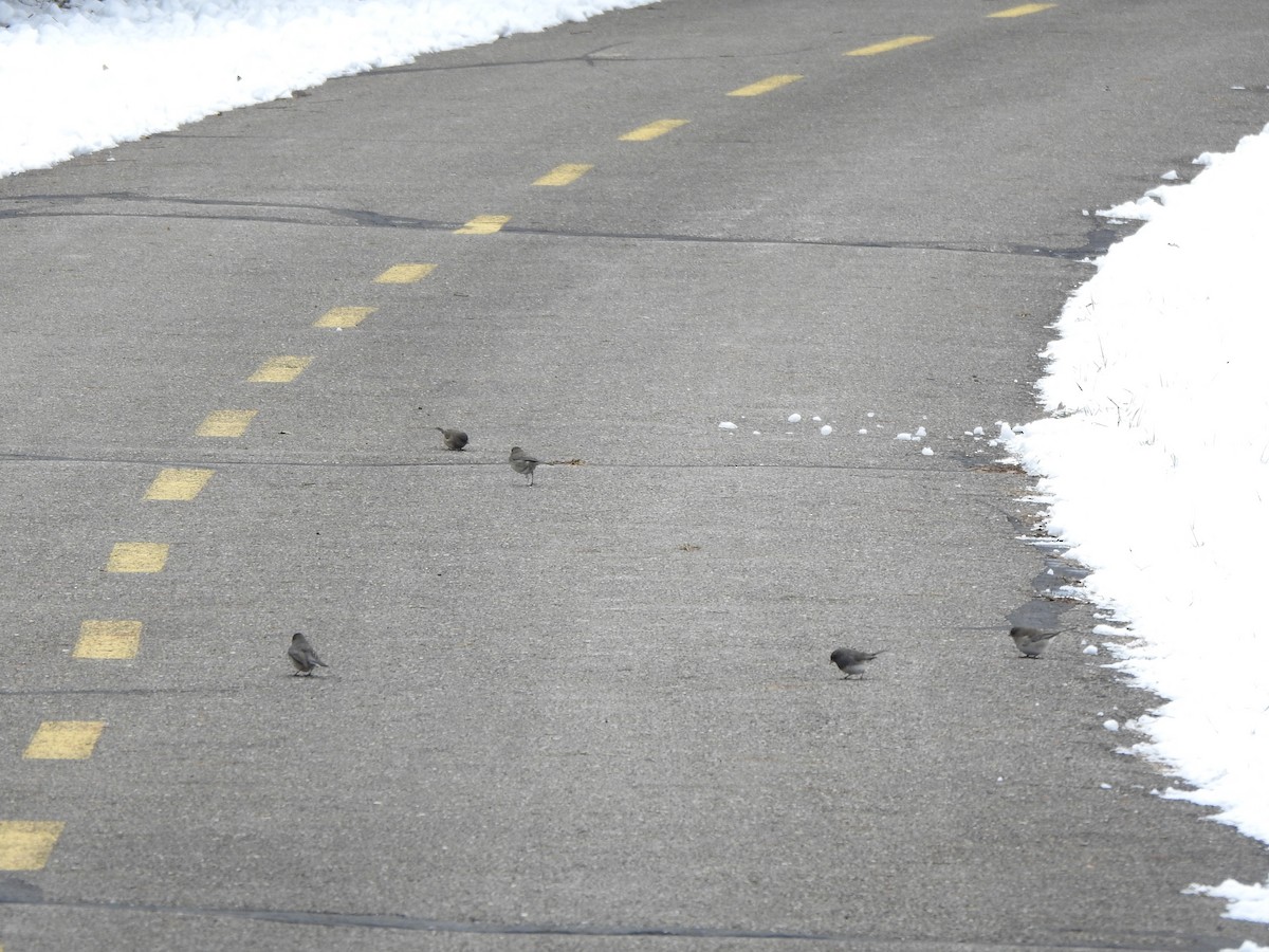 Dark-eyed Junco - ML646406109