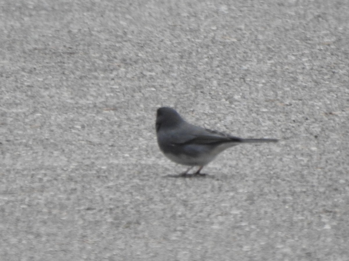 Dark-eyed Junco - ML646406110