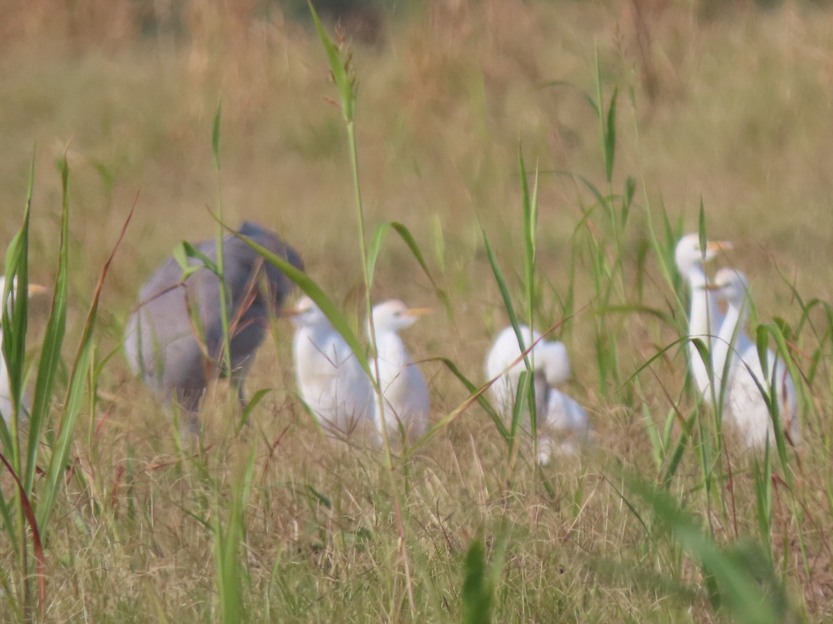 Airone guardabuoi - ML646406111