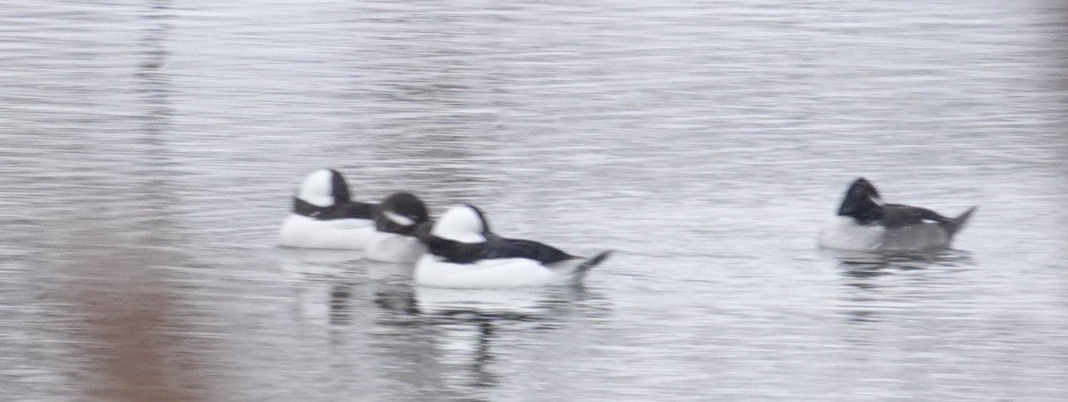 Bufflehead - ML646406115
