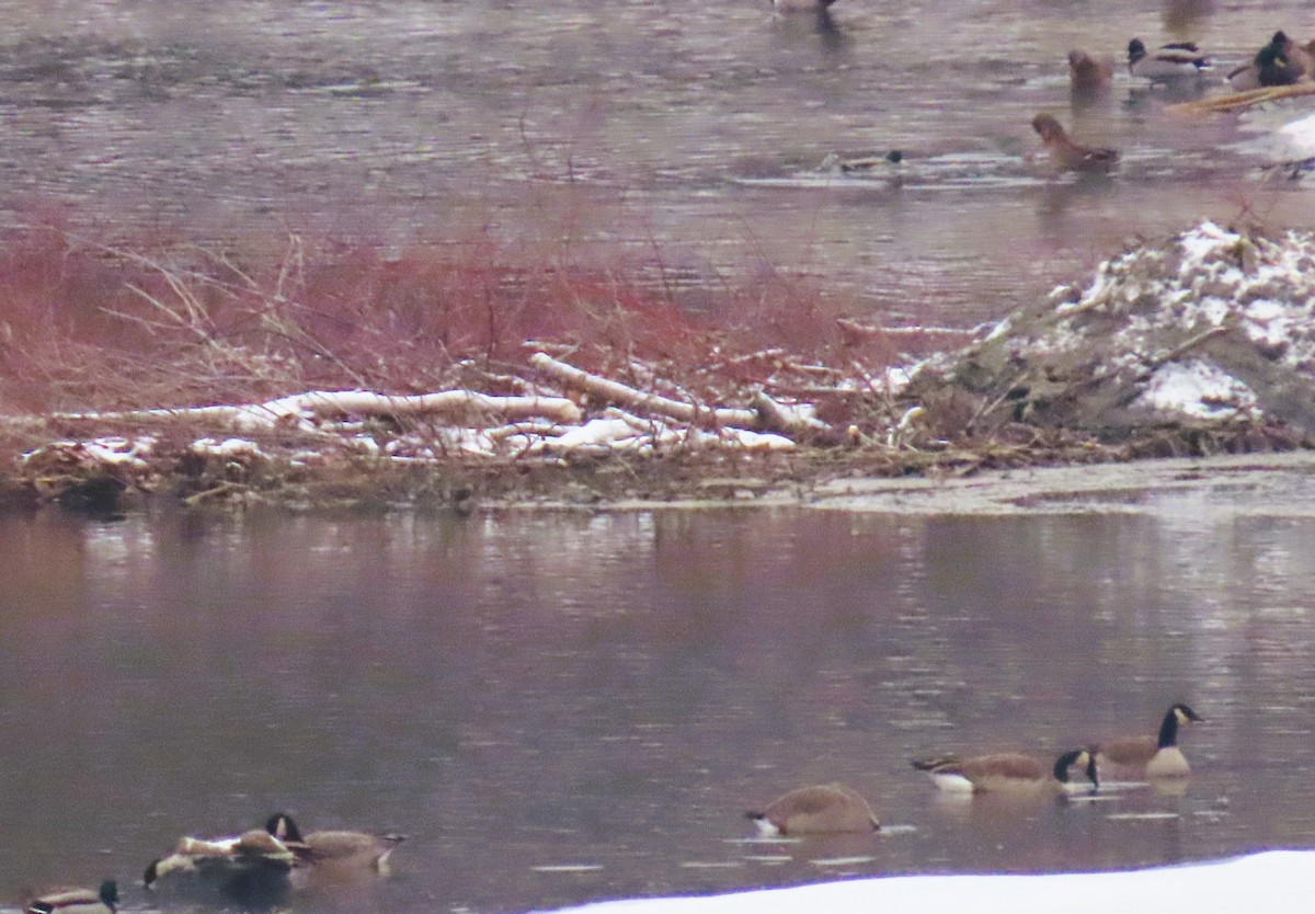 Canada Goose - ML646406118