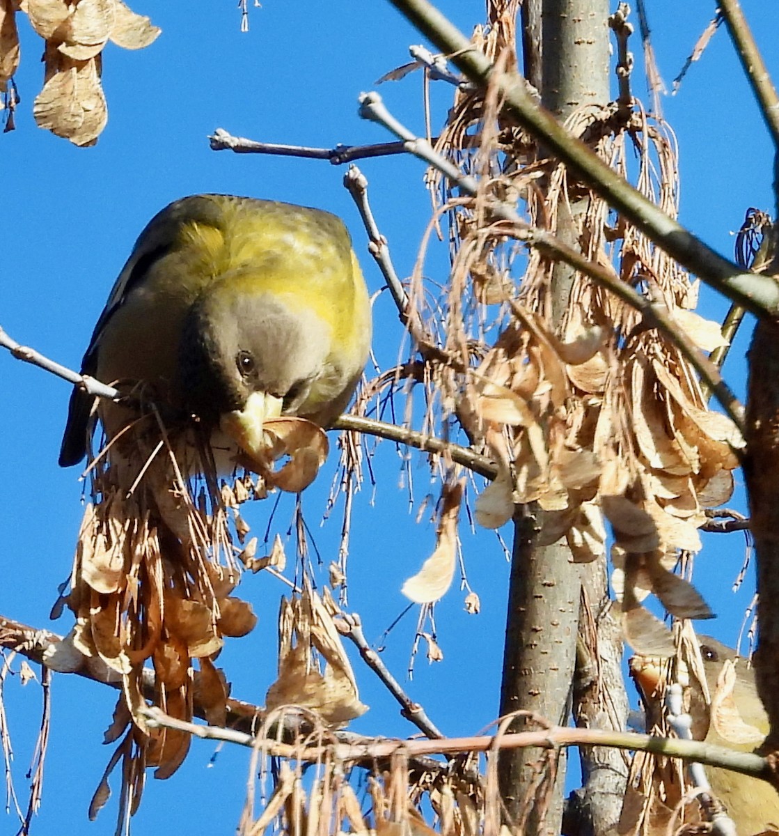 Evening Grosbeak - ML646406122
