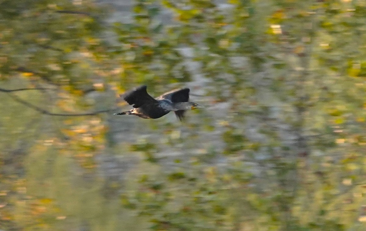 Cormoran à aigrettes - ML646406123