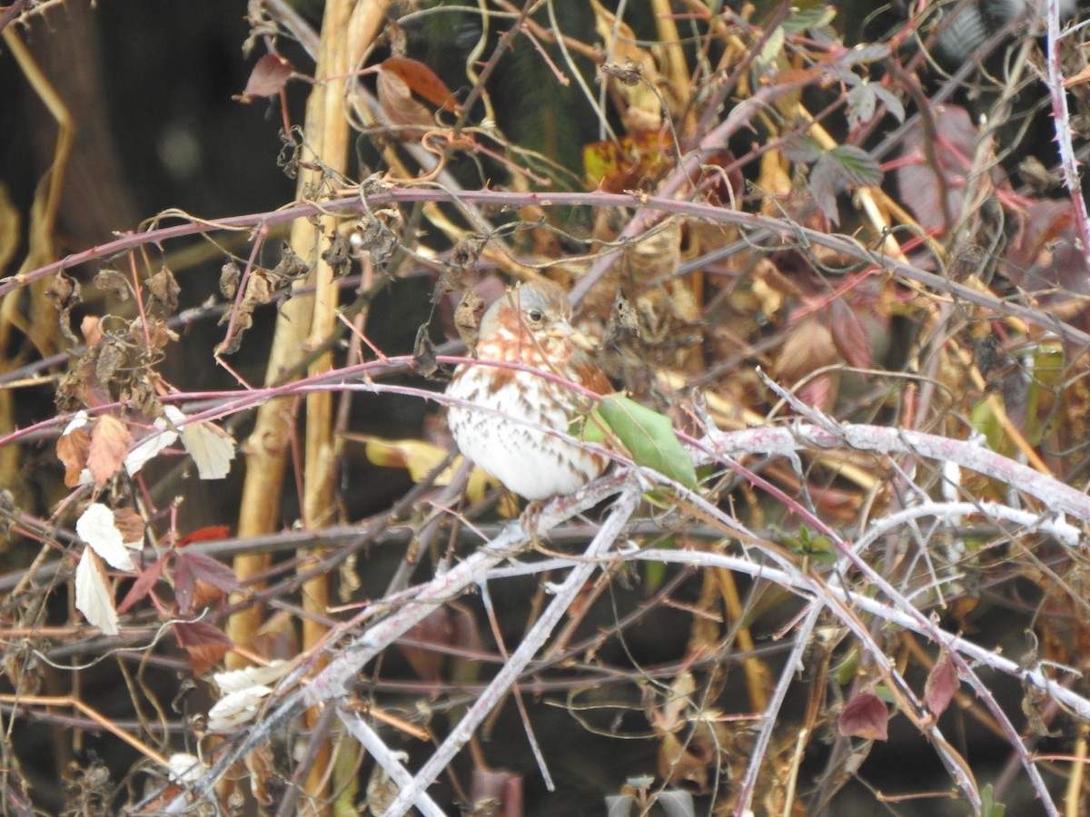 Fox Sparrow - ML646406124