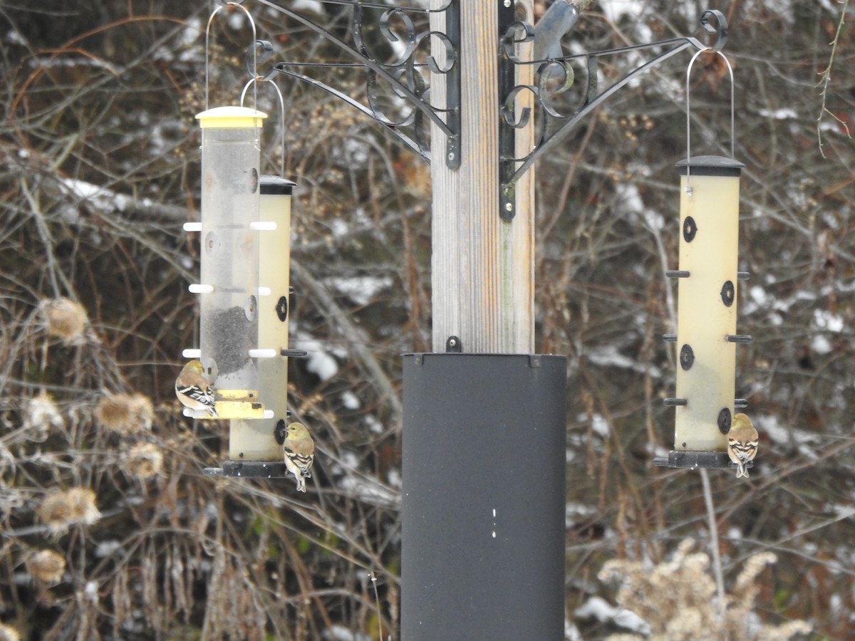 American Goldfinch - ML646406130