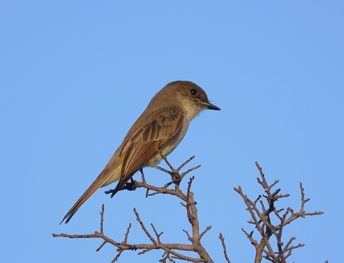 Eastern Phoebe - ML646406132