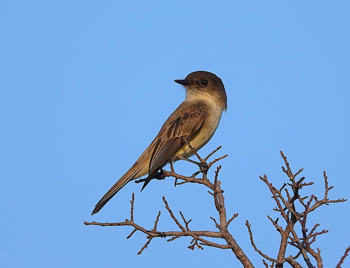 Eastern Phoebe - ML646406136