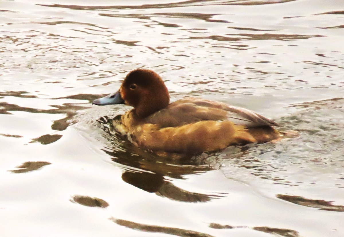 Redhead - ML646406137