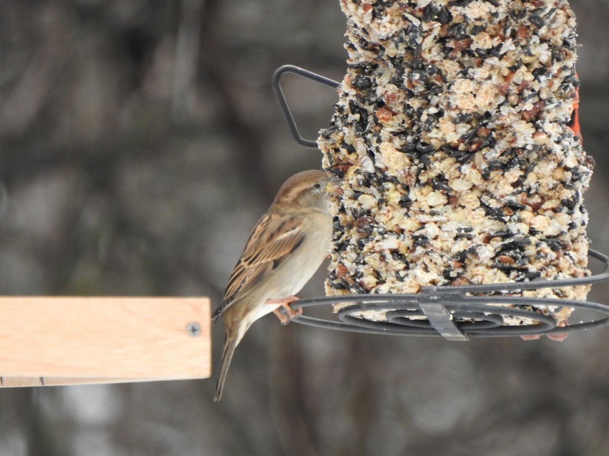 House Sparrow - ML646406140