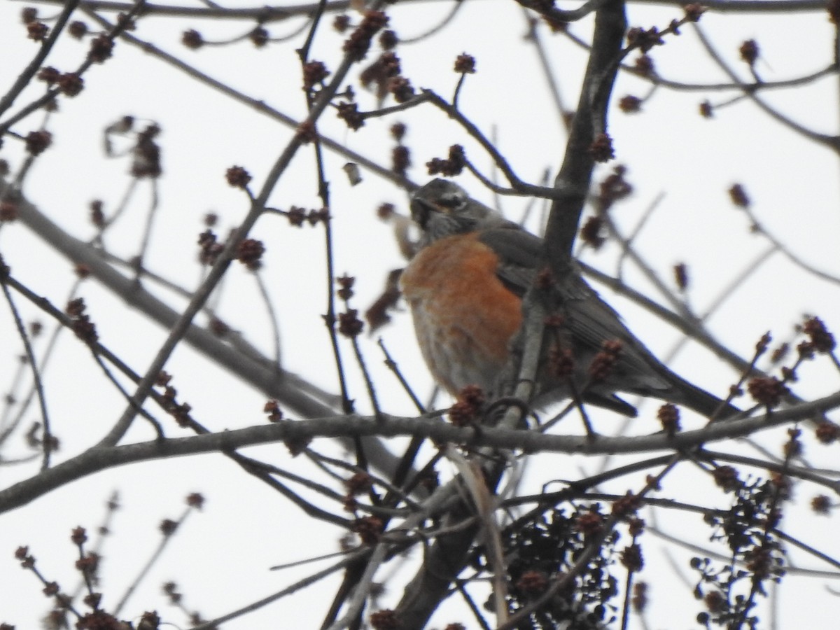 Странствующий дрозд - ML646406141