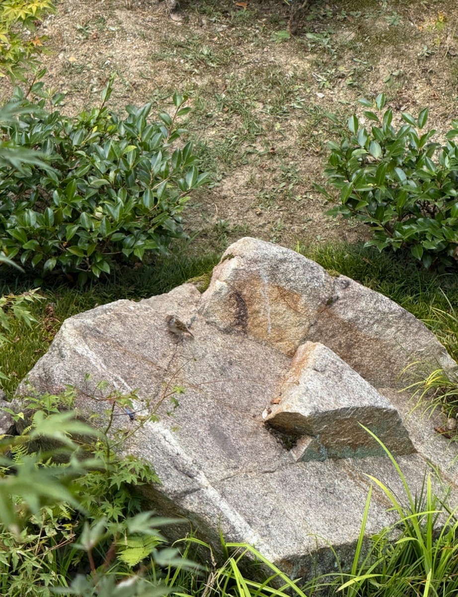 Eurasian Tree Sparrow - ML646406142