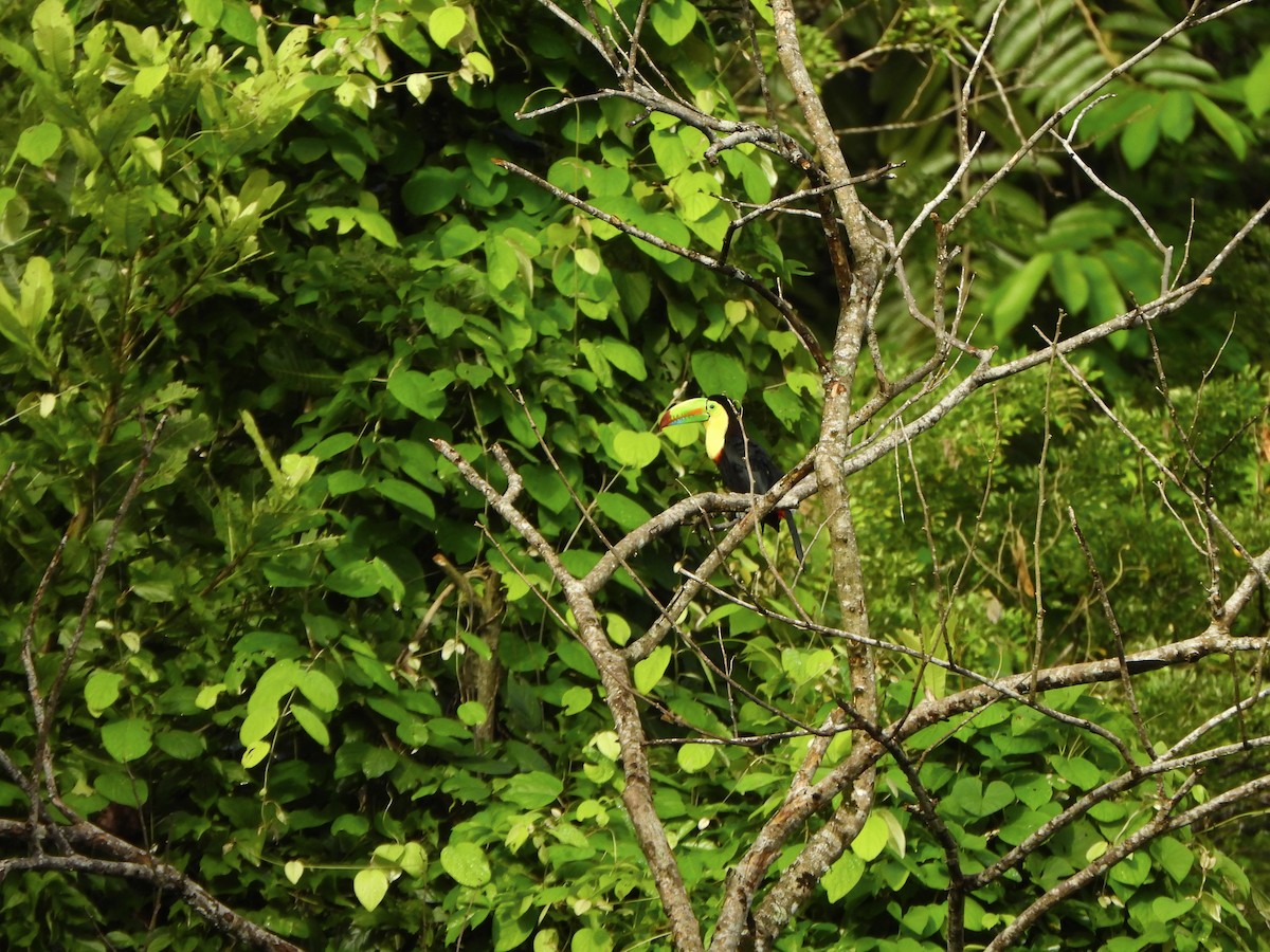 Тукан жовтогорлий - ML646406144