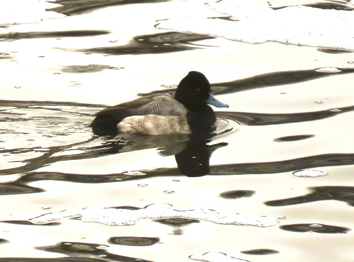 Lesser Scaup - ML646406145