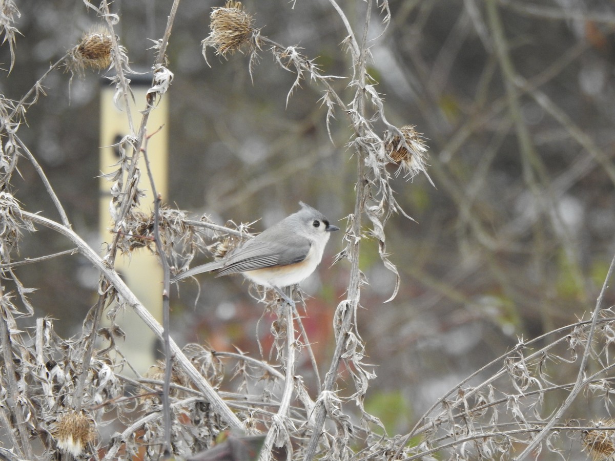 Tufted Titmouse - ML646406148