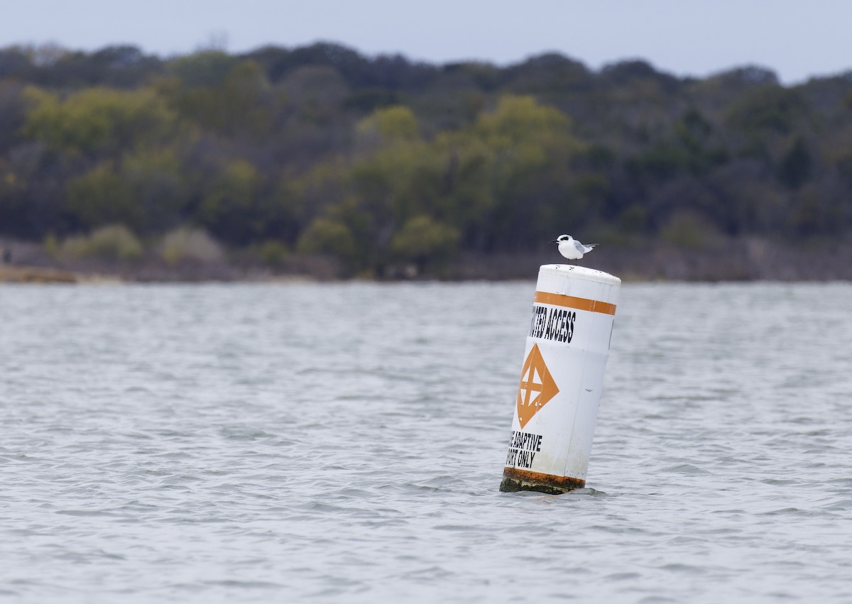 Forster's Tern - ML646406150