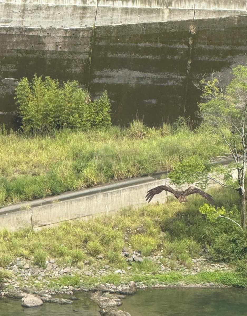 Black Kite (Black-eared) - ML646406157