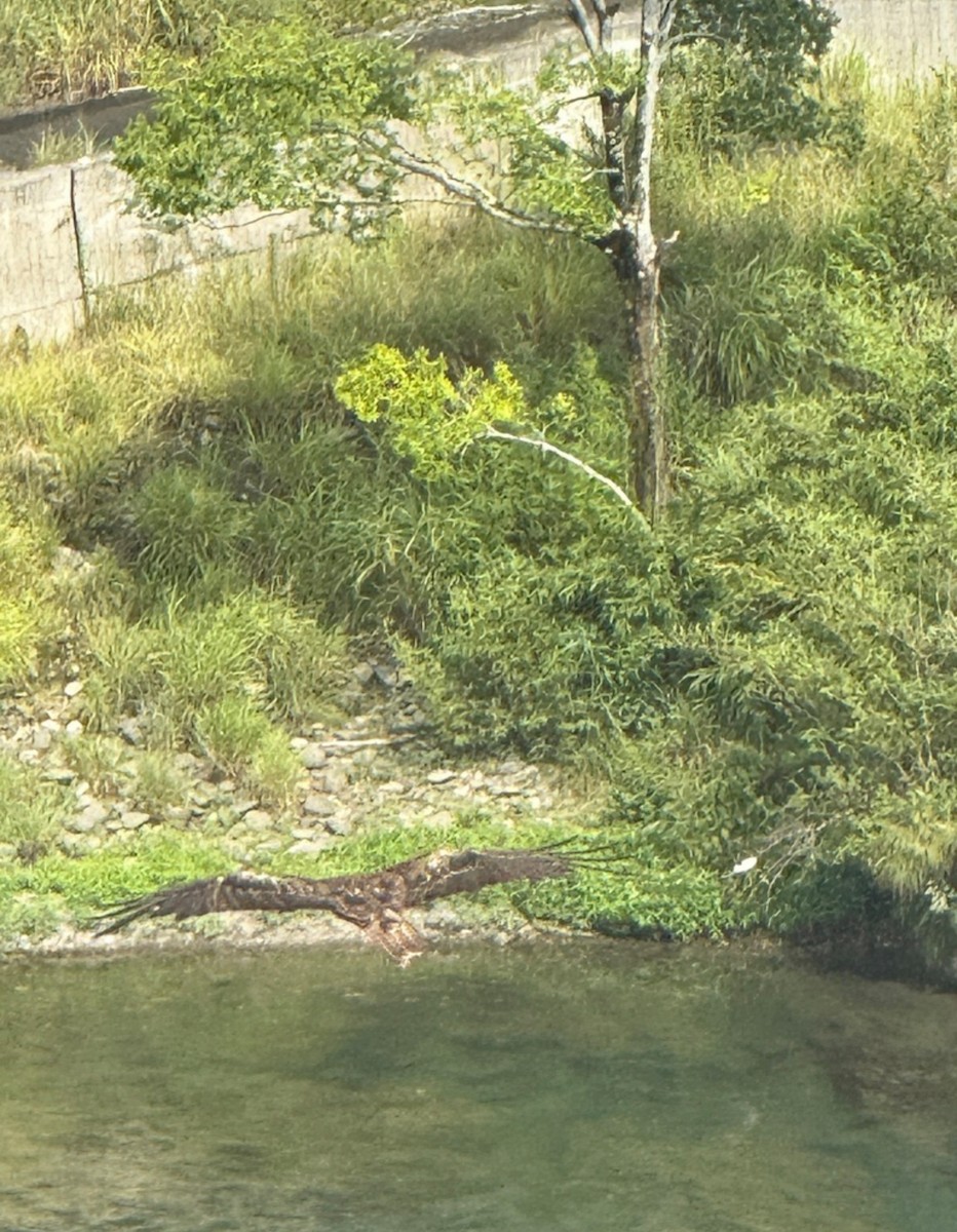 Black Kite (Black-eared) - ML646406158