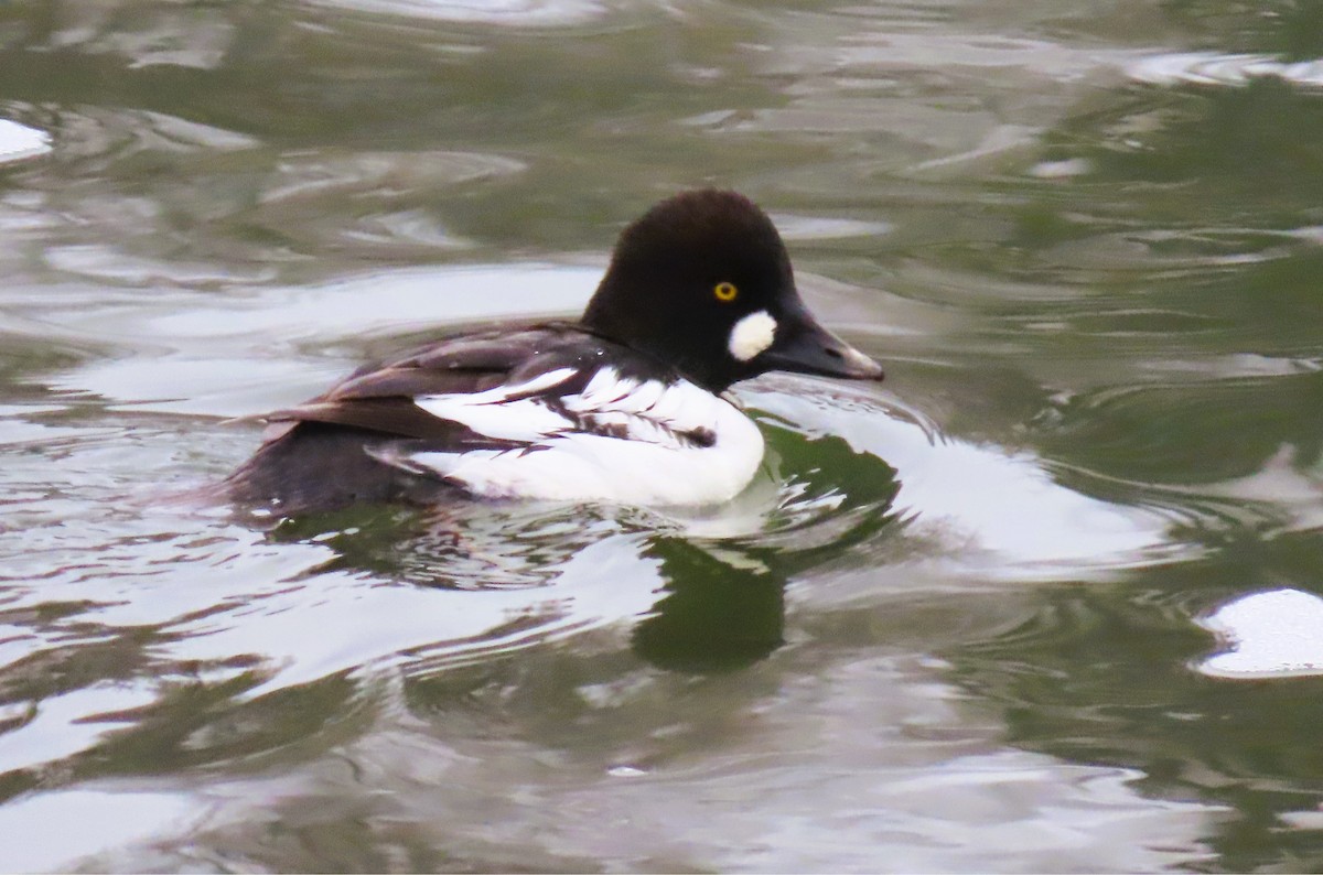 Common Goldeneye - ML646406159